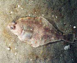 We did not find results for: Sand Dab Definition And Synonyms Of Sand Dab In The English Dictionary