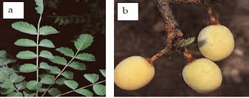 Image result for Sclerocarya birrea
