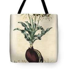 Image result for Ornithoglossum