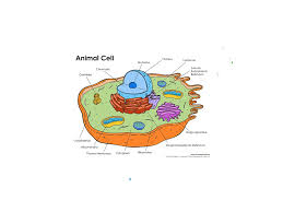 Check spelling or type a new query. Topic Cells Plant And Animal Showme Online Learning