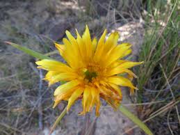 Image result for Napoleonaea gossweileri