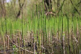 Image result for Equisetaceae