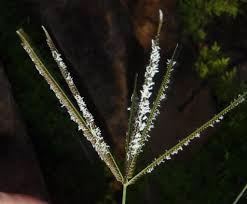 Image result for Eustachys paspaloides