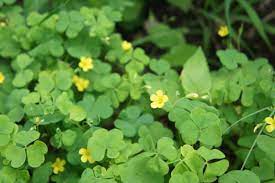 Wood sorrel is actually a whole range of plants in the oxalis family, all edible, and with common traits that make it very easy to identify. Wood Sorrel Identification Dirty Wormy