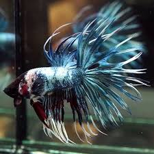 Pin By Teresa Dickens Kolb On Beautiful Betta Fish Betta Fish Betta Betta Fish Care