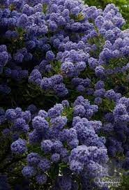 Check spelling or type a new query. Ceanothus Blue Mound From Burncoose Nurseries