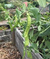 All in all, coffee grounds are good for vegetables and other plants, as they encourage the growth of microorganisms in the soil and improve tilth. 25 Acid Loving Plants For Your Garden Insteading
