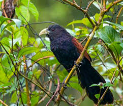 Sri Lanka Endemic Birds 33 Species Of Endemic Birds Nature Odyssey