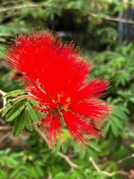 Image result for Calliandra tweedii
