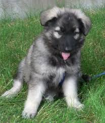 7 females 3 males available. 14 Best Shiloh Shepherd Plush Ideas Shiloh Shepherd Shiloh Shepherd