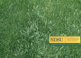 The veins in the leaf all run in the same direction. Is It Crabgrass Or Quackgrass In Your Lawn Ndsu Cass County Extension Horticulturist Don Kinzler