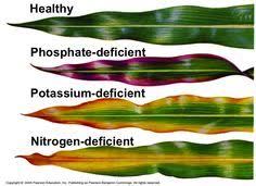 Deficiency Chart Of Plant Nutrients Farm Advice Farmnest
