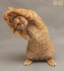 Time To Stretch Something I Know I Am Good At Cute Animals Cat Yoga Funny Animals