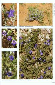 Image result for Aptosimum albomarginatum