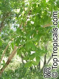 Image result for Combretum erythrophyllum