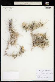 Image result for Blepharis katangensis