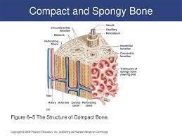 .surface of a bone is living tissue b blood vessels in the bone it carries blood witch supplies maeterials that they need, also removes waste that bone cells produce. 6 Osseous Tissue And Bone Structure C H A P T E R Ppt Download