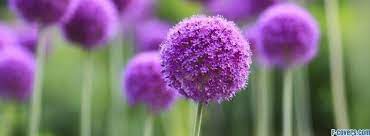 Pin By Julie Hudspith On Allium Flowers Allium Flowers Purple Flowers Wallpaper Planting Bulbs