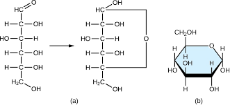 Carbohydrates Microbiology