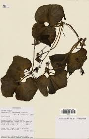 Image result for Peponium