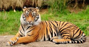 We did not find results for: Tigress Sundari To Bid Adieu To Odisha Orissapost