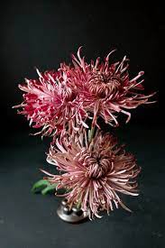 Rethink Chrysanthemums Chrysanthemum Flower Chrysanthemum Beautiful Flowers