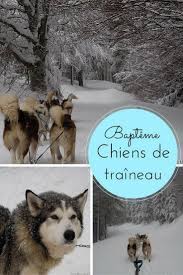 Le prix pour lequel ils concourent, lui, est comparable à celui des courses les plus prestigieuses au monde. Bapteme De Chiens De Traineau Au Schnepfenried Avec Reve De Nord Mon Week End En Alsace Chien De Traineau Traineau Chien