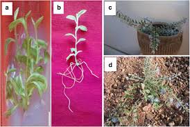 Image result for Sphaeranthus gomphrenoides