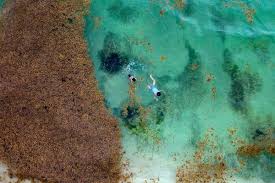 Image result for Selago lacunosa