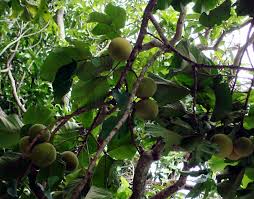 Check spelling or type a new query. How To Grow Mangosteen Trees Queen Of Tropical Trees Garcinia Mangostana