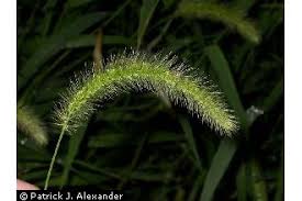 Image result for Setaria viridis