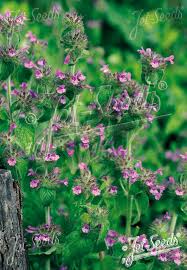 Image result for Clinopodium