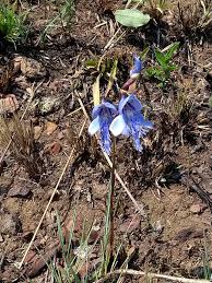 Image result for Disa baurii