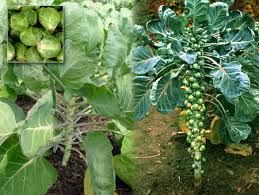 Brussel sprouts, brassica oleracea, are a cultivar of cabbage in the family brassicaceae grown for their edible small leafy green buds, which resemble miniature cabbages. Growing Brussels Sprouts