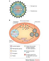 Bikin tegang film terbaru 2020 bagian 1 подробнее. Progress And Problems With The Use Of Viral Vectors For Gene Therapy Nature Reviews Genetics