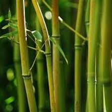Image result for Bambusa vulgaris