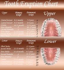 What Is The Tooth Number Chart Tooth Number Chart