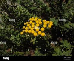 Image result for Schistostephium crataegifolium