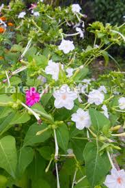 Image result for Mirabilis jalapa