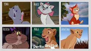 Nomes Da Disney Para Gatos Os Felinos Mais Famosos Nombres Para Gatas Nombres Para Mascotas Nombres De Personajes
