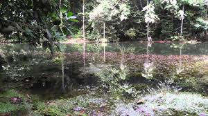 Hutan simpan kota damansara telah diwartakan sebagai hutan simpanan kekal pada 18 februari 2010 bagi tujuan hutan lipur, hutan pelajaran dan hutan penyelidikan. Kota Damansara Community Forest Reserve