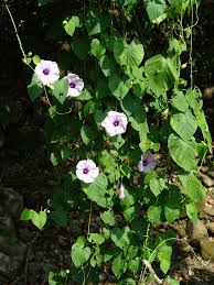 Image result for Stictocardia