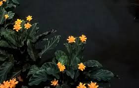 How To Care For Calathea Crocata Eternal Flame Plant Smart Garden Guide