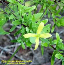 Image result for Triaspis hypericoides