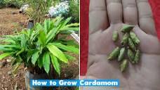 How to grow cardamom plant at home - YouTube