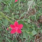 Image result for Hibiscus aponeurus
