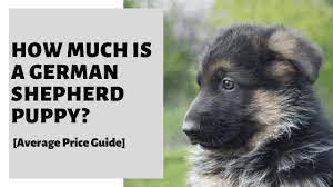 The answer depends on what you are looking for and other variables. How Much Is A German Shepherd Puppy Average Price Guide