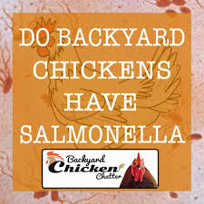 Learn more in our blog post, including how to protect yourself! Do Backyard Chickens Have Salmonella