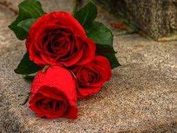 Everyone loves roses, especially as a way to frame photos. Download Rose Flower Background Images Hd Wallpaper Wallpapers13 Com