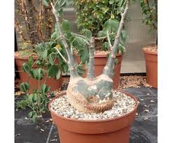 Image result for Adenia glauca